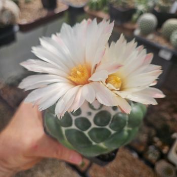 Coryphantha elephantidens cv. inermis